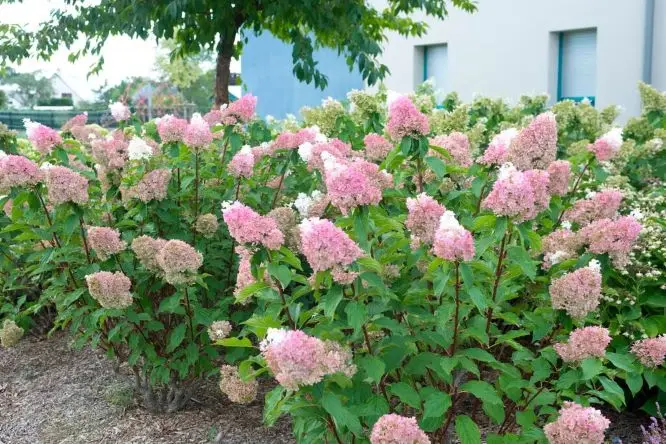 Hydrangea paniculata Sundae Fraise® Pot C7.5L ** Hortensia paniculé ** 