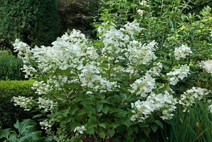 Hydrangea paniculata White Lady Pot C5 litres