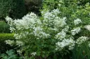 Hydrangea paniculata White Lady Pot C5 litres
