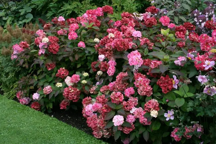 Hydrangea serrata Preziosa Pot C10litres ** Hortensia **