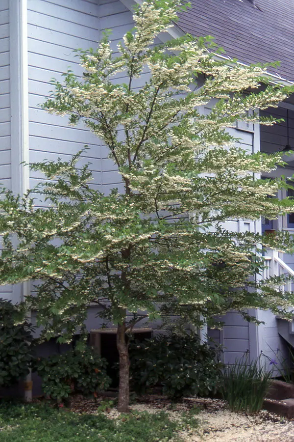 Styrax japonica 175 pot