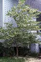 Styrax japonica 175 pot