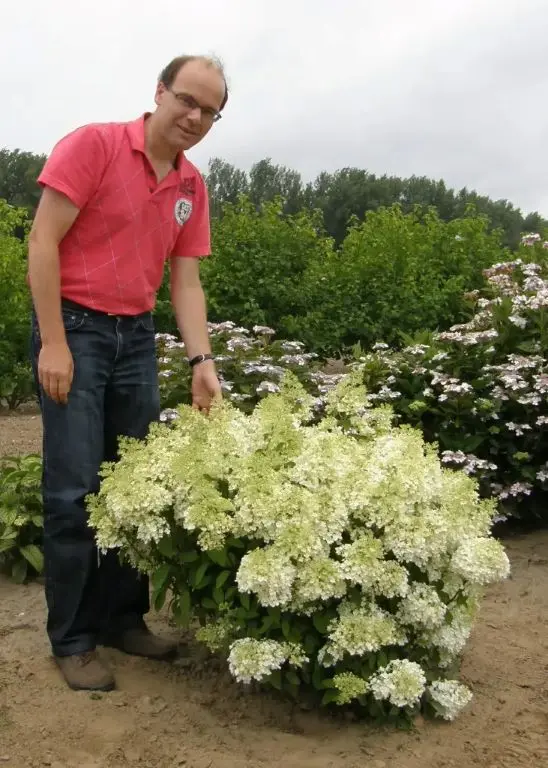 Hydrangea paniculata Bobo Pot C5Litres ** Hortensia paniculé. Compacte et florifère **