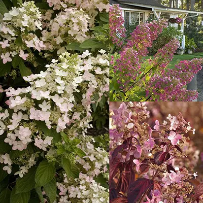 Hydrangea paniculata Angels Blush Pot C3Litres ** Hortensia paniculé **