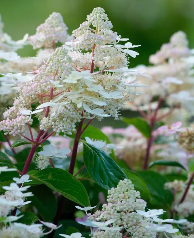 Hydrangea paniculata Early Harry Pot C3 ** Hortensia paniculé **