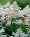 Hydrangea paniculata Early Harry Pot C3 ** Hortensia paniculé **