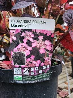 Hydrangea serrata Magic Daredevil Pot C3 ** Hostensia. Feuilles pourpres ** 