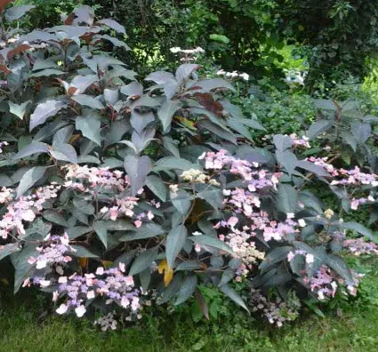 [143043] Hydrangea aspera Hot Chocolate Pot C3Litres