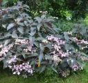 Hydrangea aspera Hot Chocolate Pot C3Litres