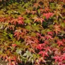Acer palmatum Beni Maiko Tg 90 cm Tête diam. 80 100 Pot C30