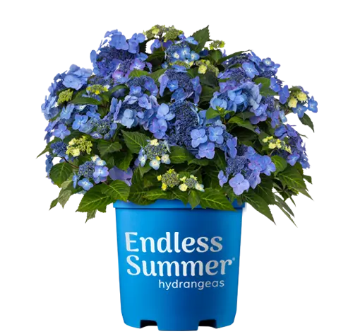 Hydrangea macrophylla Endless Summer Popstar Pot C3L ** Hortensia **