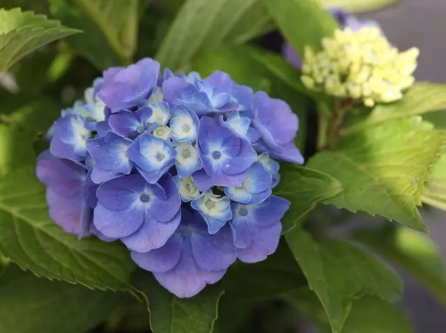 Hydrangea macrophylla Xian ou Magical Opal® Pot C5Litres ** Hortensia **