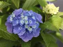 Hydrangea macrophylla Xian ou Magical Opal® Pot C5Litres ** Hortensia **