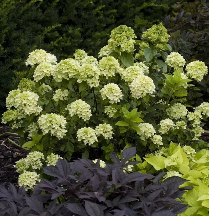 Hydrangea paniculata Little Lime Punch Pot C10Litres ** Hortensia paniculé **