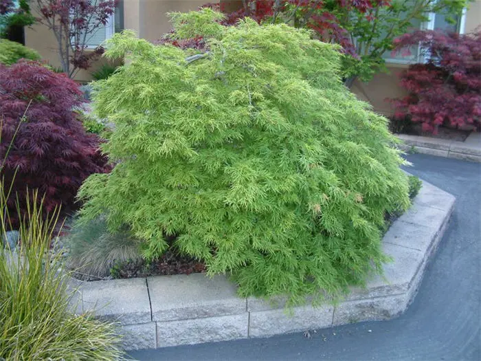 Acer palmatum Dissectum Veridis 60 80 cm Tg +/- 40 cm Pot P26 cm ** Erable du Japon **