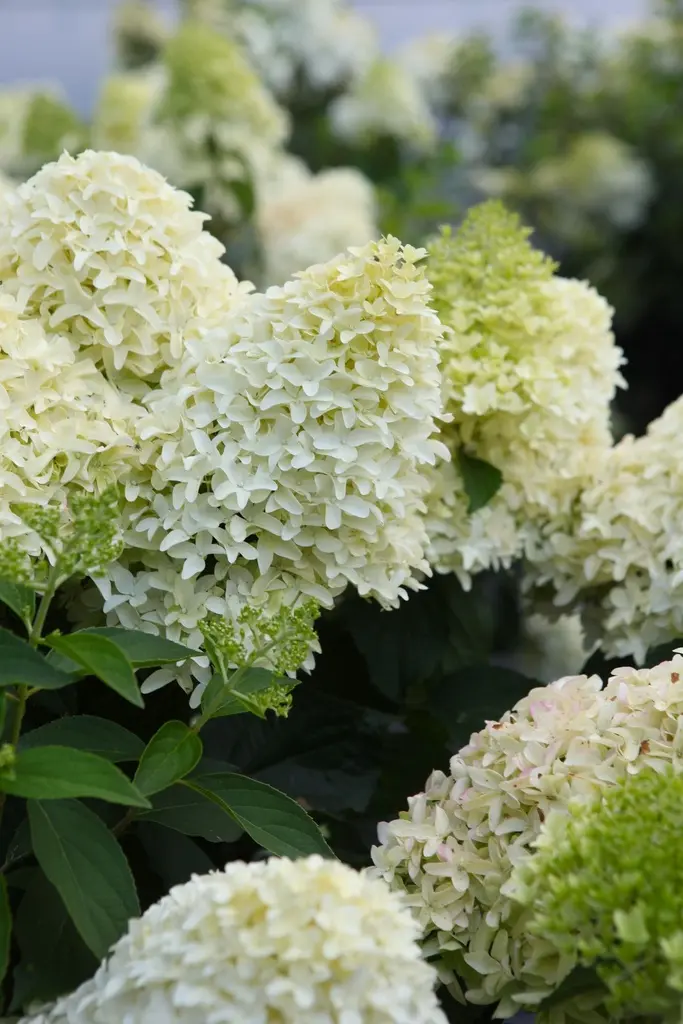 Hydrangea paniculata Skyfall Pot C 5L  ** Hortensia paniculé ** 