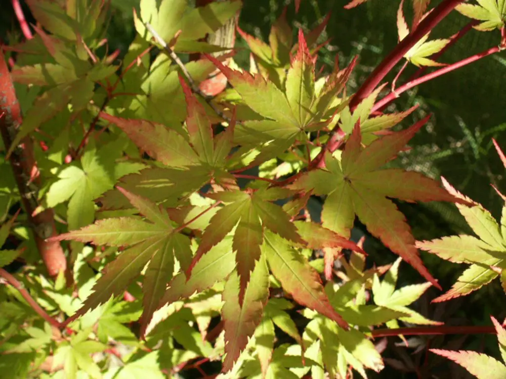 Acer palmatum shaina Pot C6litres 80/+ ** Erable du Japon **