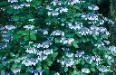Hydrangea macrophylla Mariesii Perfecta Pot C3L
