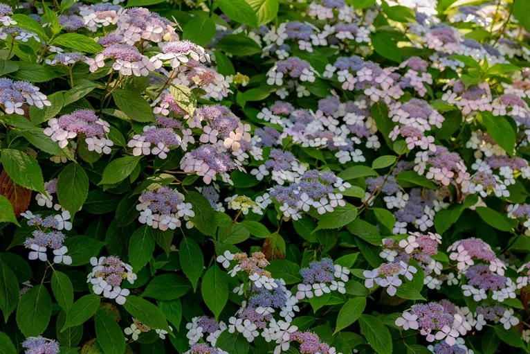 [134035] Hydrangea serrata Magic Seduction Pot C3.6Litres ** Hortensia **