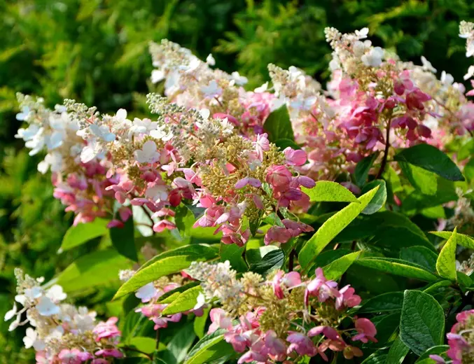 Hydrangea paniculata Pinky Winky Pot C3 ** Hortensia paniculé **