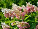 Hydrangea paniculata Pinky Winky Pot C3 ** Hortensia paniculé **