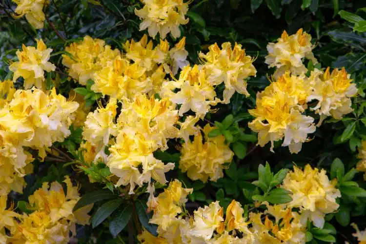 Azalea knaphill Harvest Moon 150 175