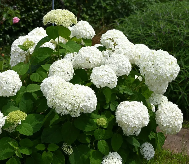 Hydrangea arborescens Annabelle Pot 19cm ** Hortensia arborescent **