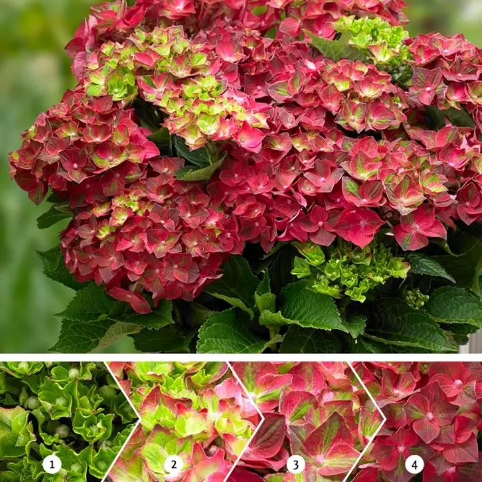 Hydrangea macrophylla Magical Ruby Tuesday Pot P23 - C5L ** Hortensia **