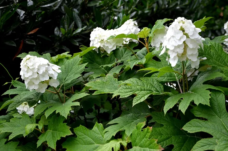 [100850] Hydrangea quercifolia Snow Queen Pot C3 litres ** Hortensia à feuilles de chêne **