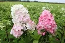 Hydrangea paniculata Fraise Melba / tige 90 cm Pot C12Litres