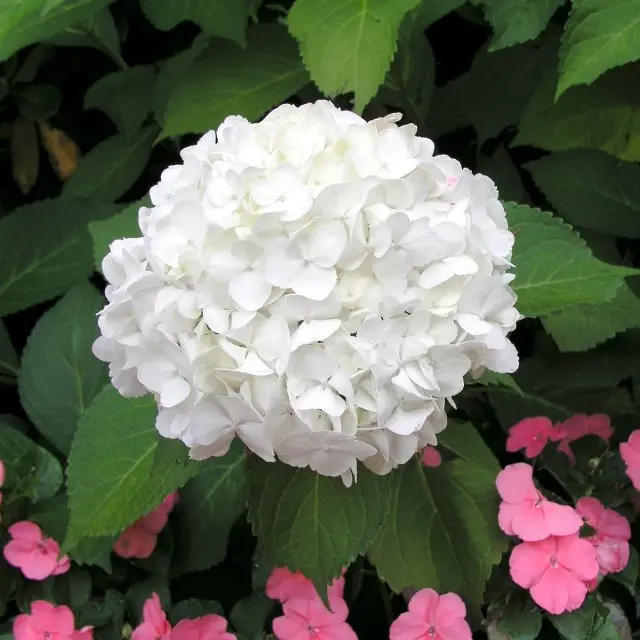 Hydrangea macrophylla White Pot C5 ** Hortensia **