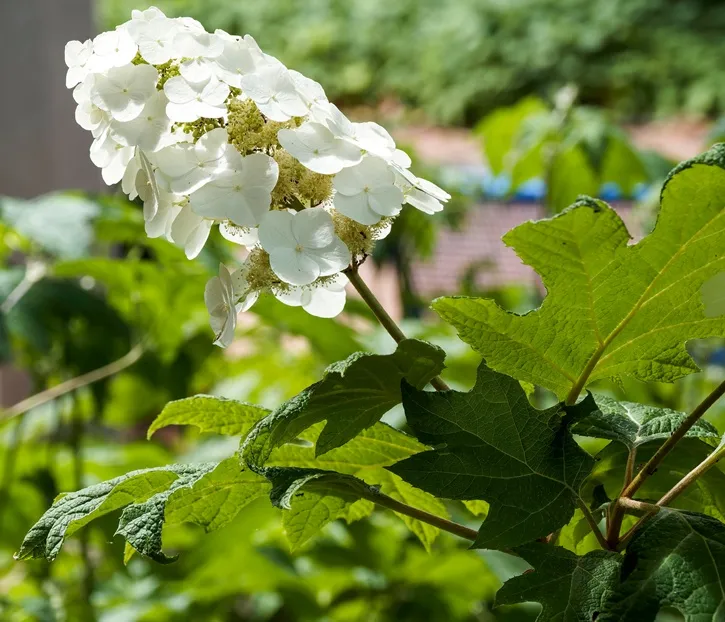 [103131] Hydrangea quercifolia Amethyst XXL Pot C10Litres  ** Hortensia à feuilles de chêne **