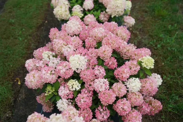 [100843] Hydrangea paniculata Firelight Tiny Bit Pot C3Litres ** Hortensia paniculé **