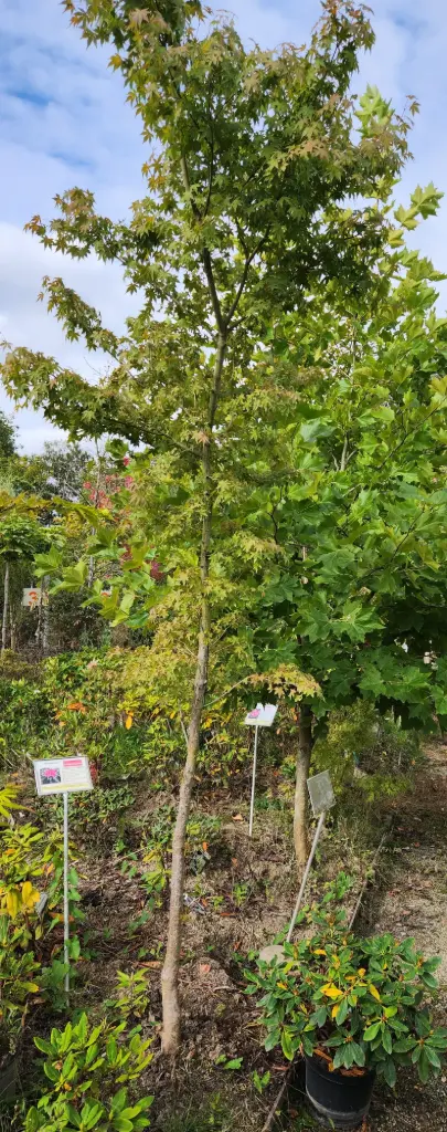 Acer palmatum (vert)12 14 Haute Tige motte - Erable du Japon vert