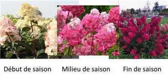 Hydrangea paniculata Framboisine ® Pot C3.6Litres ** Hortensia paniculé **