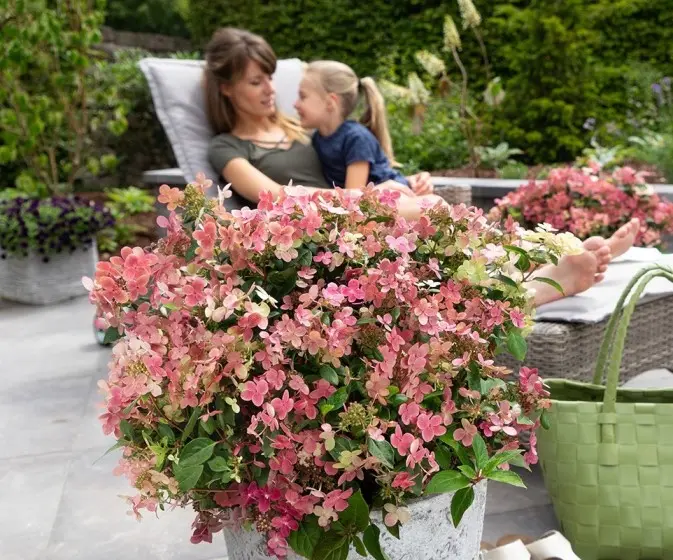 Hydrangea paniculata Polestar Switch Ophelia Pot C3Litres  ** Hortensia. RARE: Parfumé **