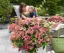 Hydrangea paniculata Switch Ophelia Pot C3Litres ** Hortensia parfumé **