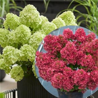 Hydrangea paniculata Petite Cherry Pot C3Litres **Naturellement nain **