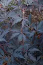 Acer palmatum Black Lace