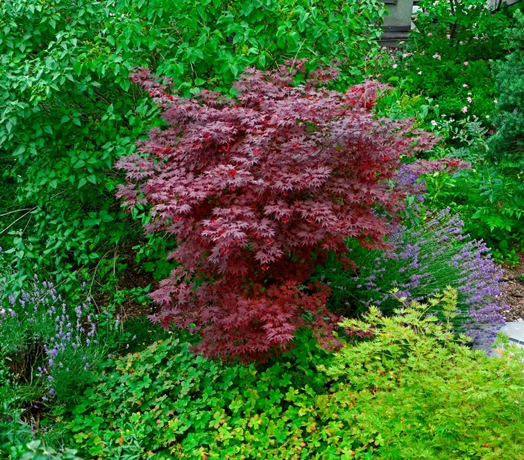 Acer palmatum Fireglow 200 225 cm XXL Pot C70L- Erable du Japon pourpre