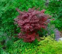 Acer palmatum Fireglow 200 225 cm XXL Pot C70L- Erable du Japon pourpre