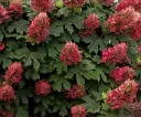 Hydrangea quercifolia Ruby Slippers Pot C 3 Litres
