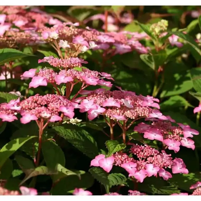 Hydrangea serrata Avelroz Pot C3.5L ** Hortensia **