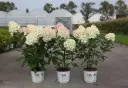 Hydrangea paniculata Pinkachu Pot C3Litres
