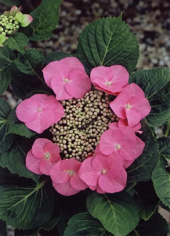 Hydrangea mac Zorro Pink Pot C5
