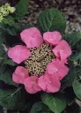 Hydrangea macrophylla Zorro Pink Pot C5 ** Hortensia **