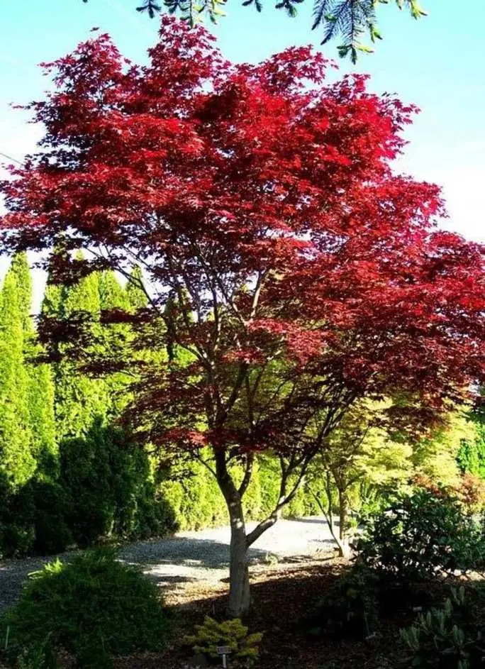 Acer palmatum Fireglow 150 175 cm Pot C35Litres * Erable du Japon pourpre.