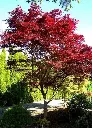 Acer palmatum Fireglow 150 175 cm Pot C35Litres * Erable du Japon pourpre.