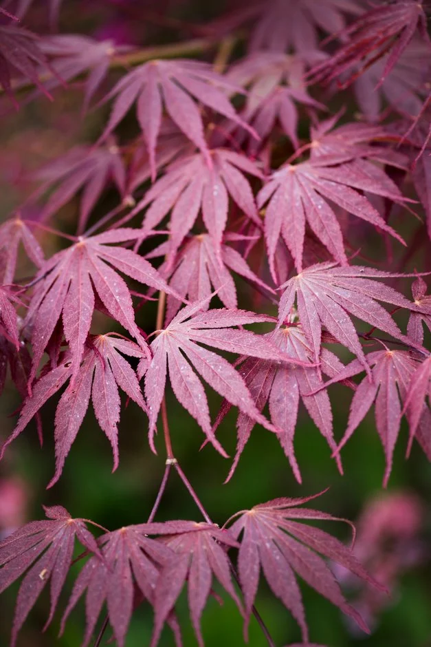 Acer Palmatum Sumi Nagashi 150 175 cm Pot 38 ** Erable du Japon **
