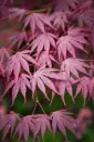Acer Palmatum Sumi Nagashi 150 175 cm Pot 38 ** Erable du Japon **